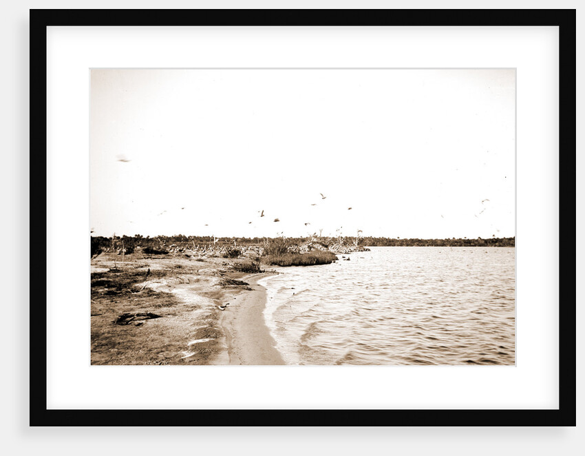 Pelican Island, Indian River, Jackson, Waterfronts, Pelicans, Bays, United States, Florida, Indian River, United States, Florida, Pelican Island, 1880 by William Henry