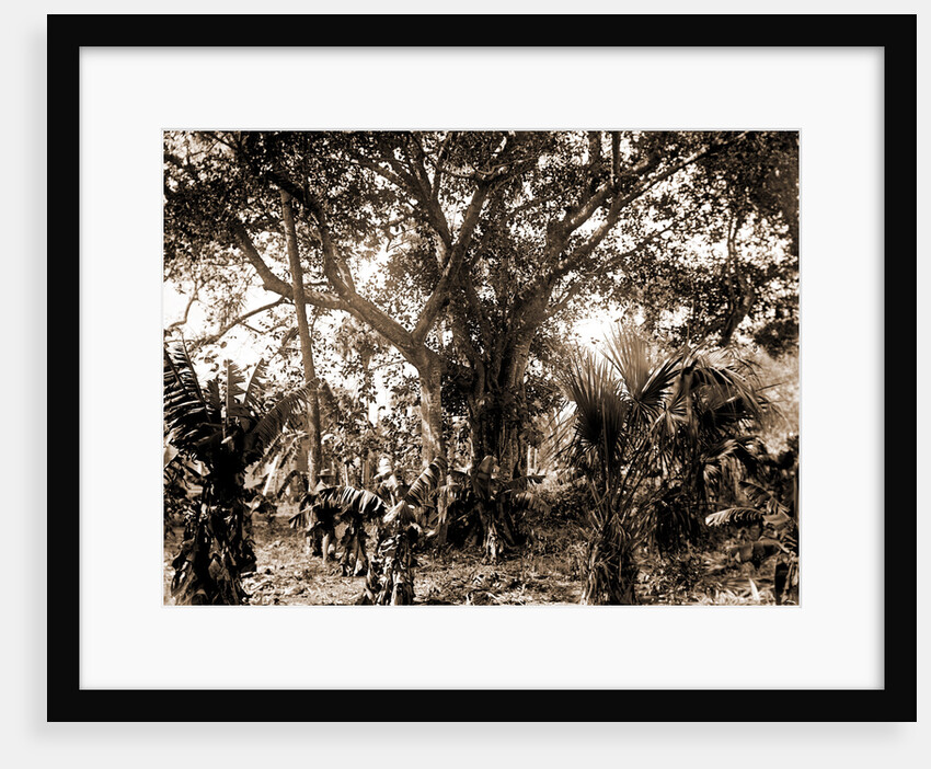 Rubber tree, Eden, Jackson, Rubber trees, Bays, United States, Florida, Indian River, United States, Florida, Eden, 1880 by William Henry