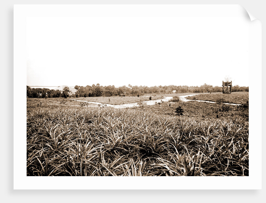 Pineapples at Eden, Jackson, Pineapples, Windmills, Bays, United States, Florida, Indian River, United States, Florida, Eden, 1880 by William Henry