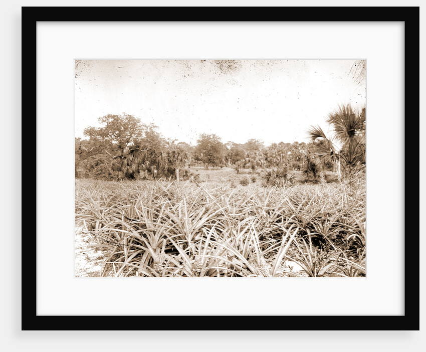 Pineapples at Eden, Jackson, Pineapples, Bays, United States, Florida, Indian River, United States, Florida, Eden, 1880 by William Henry