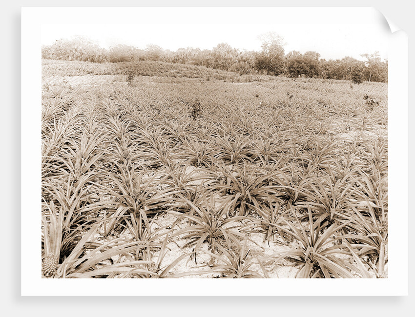 Pineapple field at Eden, Jackson, Pineapple plantations, United States, Florida, Indian River, 1880 by William Henry