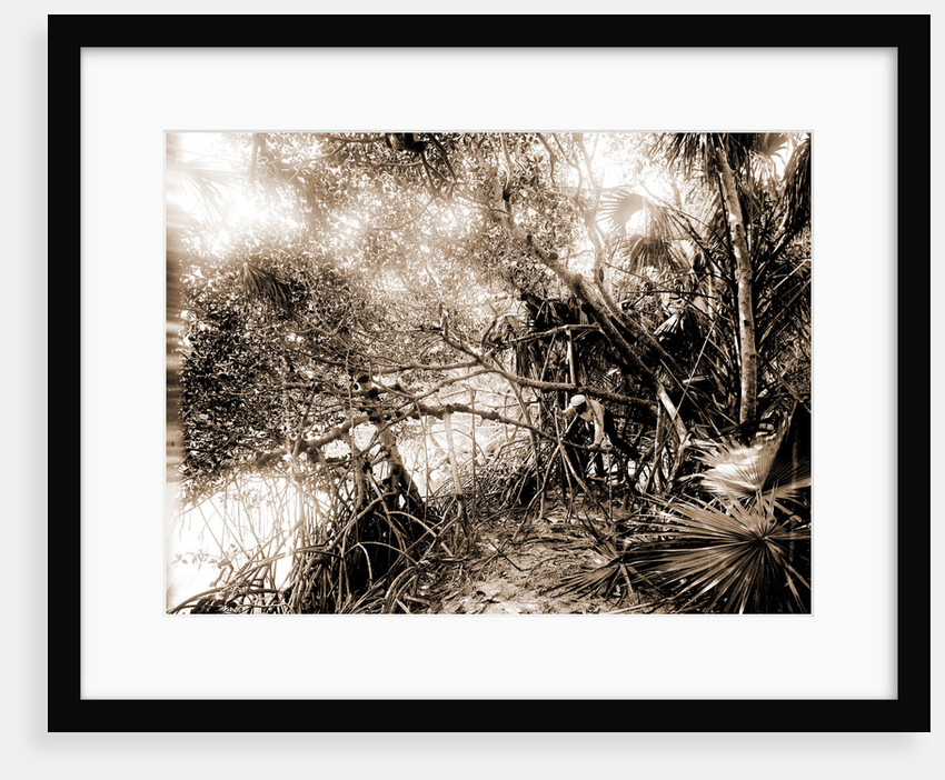 Mangroves in Jupiter Narrows, Jackson, Mangrove plants, Bays, United States, Florida, Jupiter Narrows, 1880 by William Henry