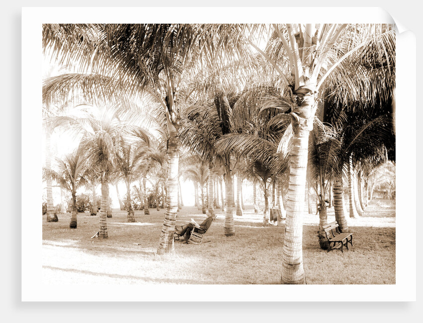 Cocoanut grove at McCormick's, Lake Worth, Fla, Jackson, McCormick's (Lake Worth, Fla.), Palms, United States, Florida, Lake Worth, 1880 by William Henry