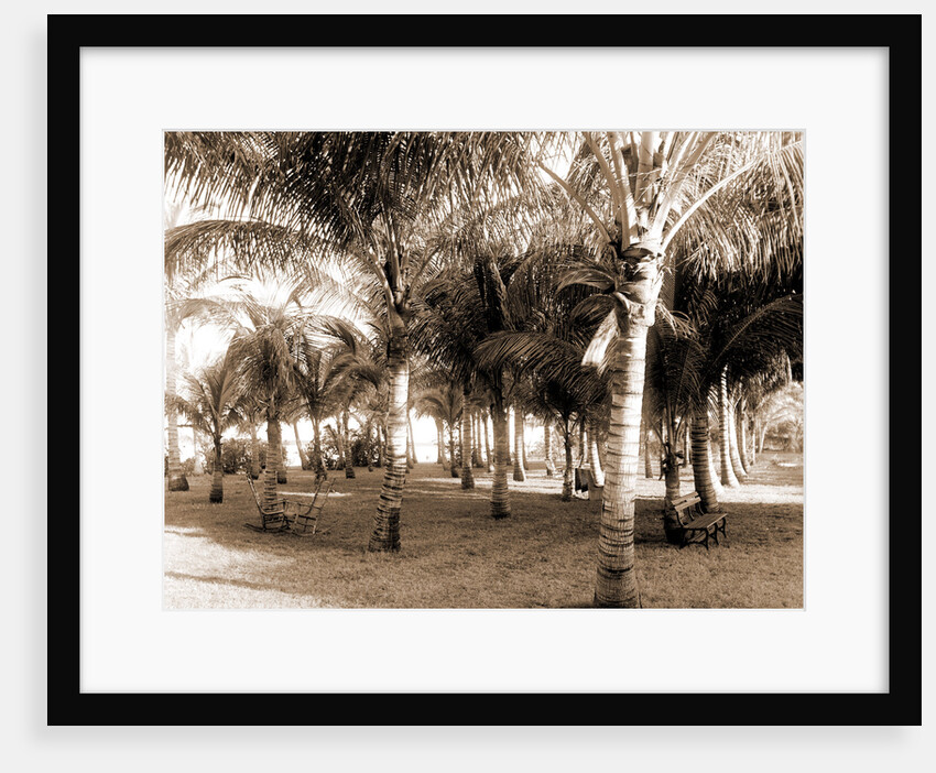 Cocoanut grove at McCormick's, Lake Worth, Fla, Jackson, McCormick's (Lake Worth, Fla.), Palms, United States, Florida, Lake Worth, 1880 by William Henry