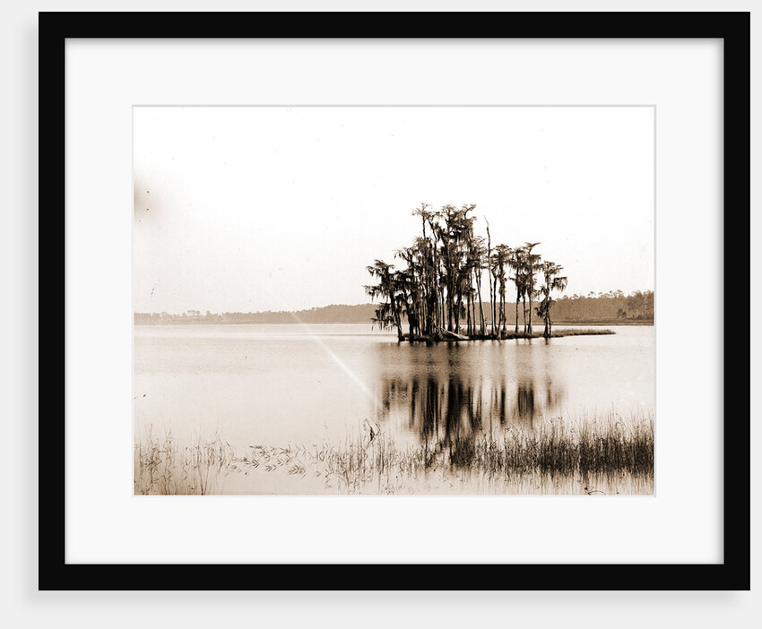 Lake Louise near Seville, Fla, Jackson, Islands, Lakes & ponds, United States, Florida, Louise, Lake, United States, Florida, Seville, 1880 by William Henry