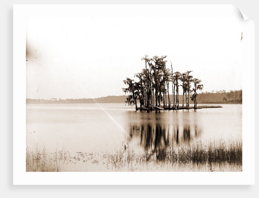 Lake Louise near Seville, Fla, Jackson, Islands, Lakes & ponds, United States, Florida, Louise, Lake, United States, Florida, Seville, 1880 by William Henry