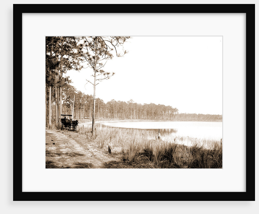 Lake Louise near Seville, Fla, Jackson, Lakes & ponds, Waterfronts, United States, Florida, Louise, Lake, United States, Florida, Seville, 1880 by William Henry