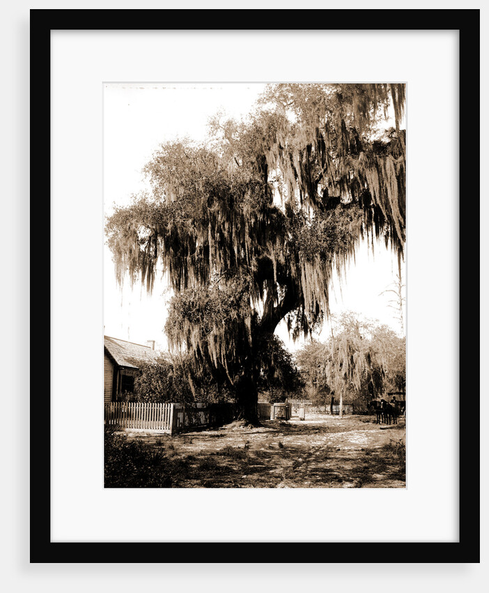 Live oak near Seville, Fla, Jackson, Trees, United States, Florida, Seville, 1880 by William Henry