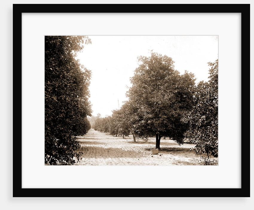 Orange grove, Seville, Fla, Jackson, Orange orchards, United States, Florida, Seville, 1880 by William Henry