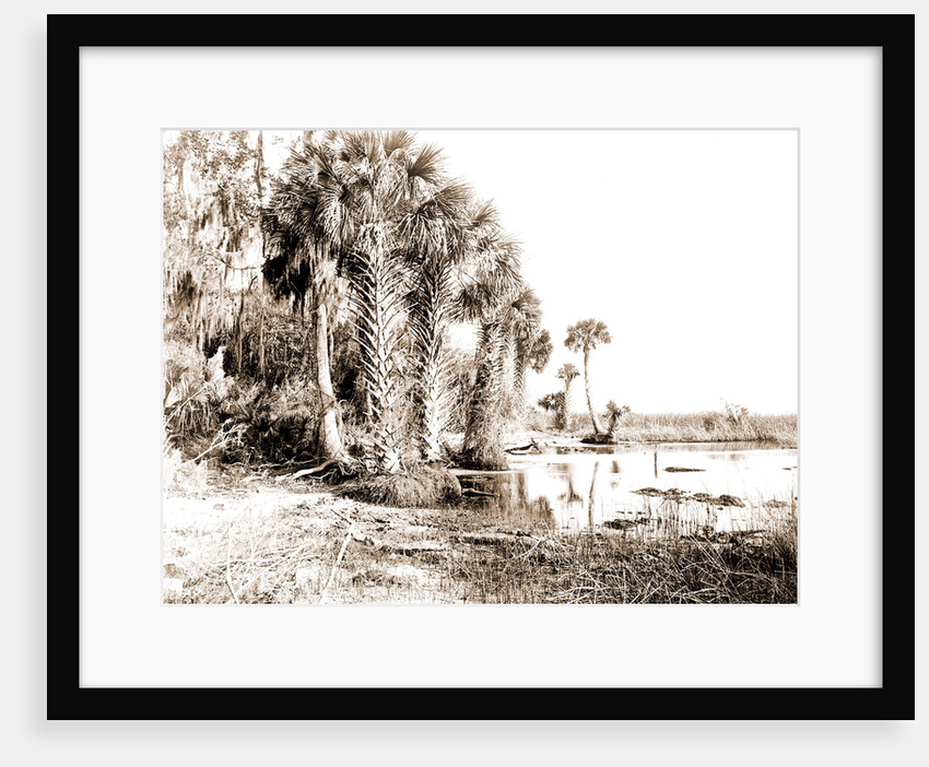 Shore line along Lake George, Fla, Jackson, Palms, Lakes & ponds, United States, Florida, 1880 by William Henry