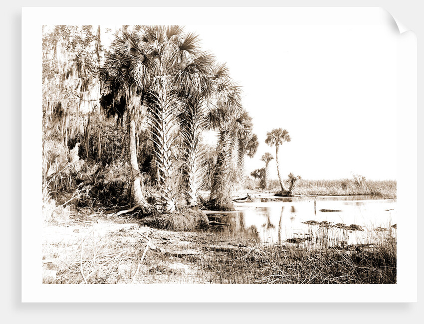 Shore line along Lake George, Fla, Jackson, Palms, Lakes & ponds, United States, Florida, 1880 by William Henry