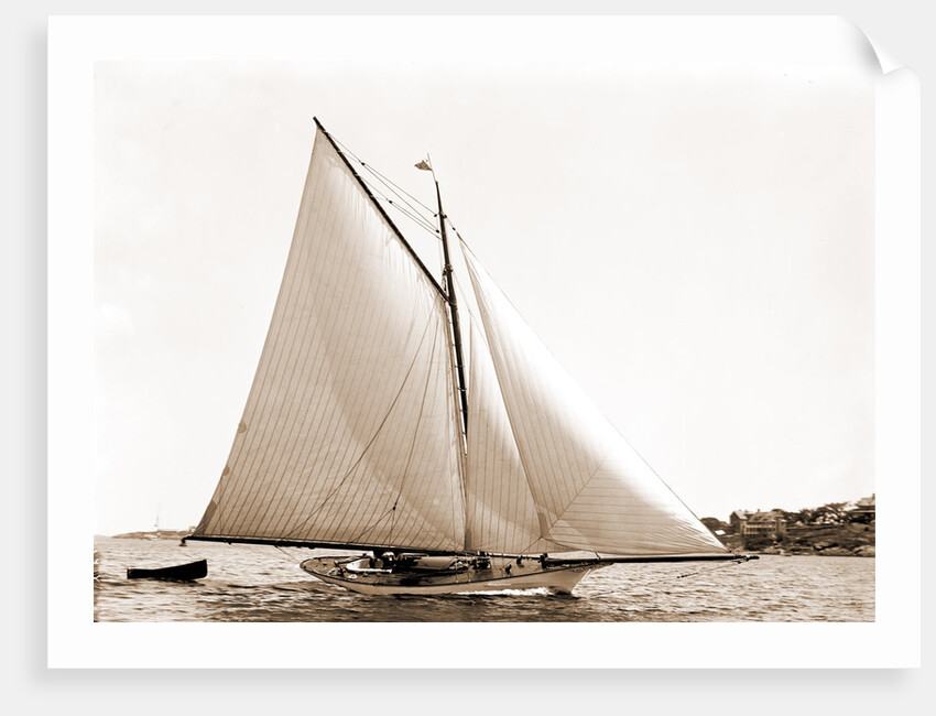 Lassie (Cutter), 1881 by Anonymous