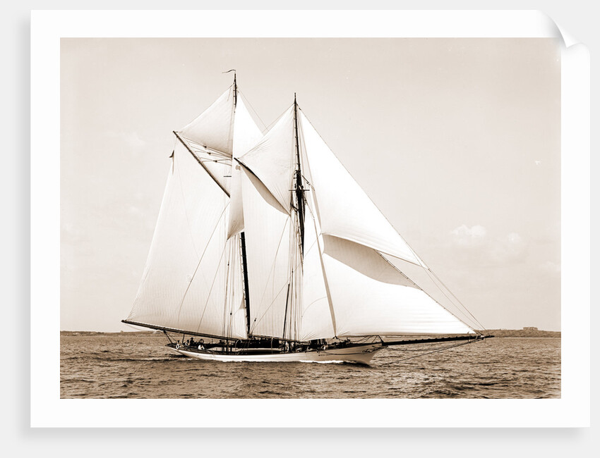 Quickstep (Schooner), 1891 by Anonymous