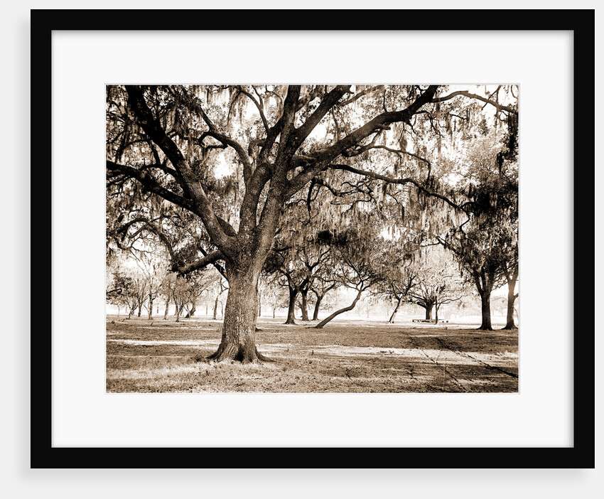 Old duelling grounds, New Orleans by Anonymous
