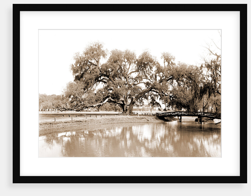 Washington Oak, Audubon Park by Anonymous