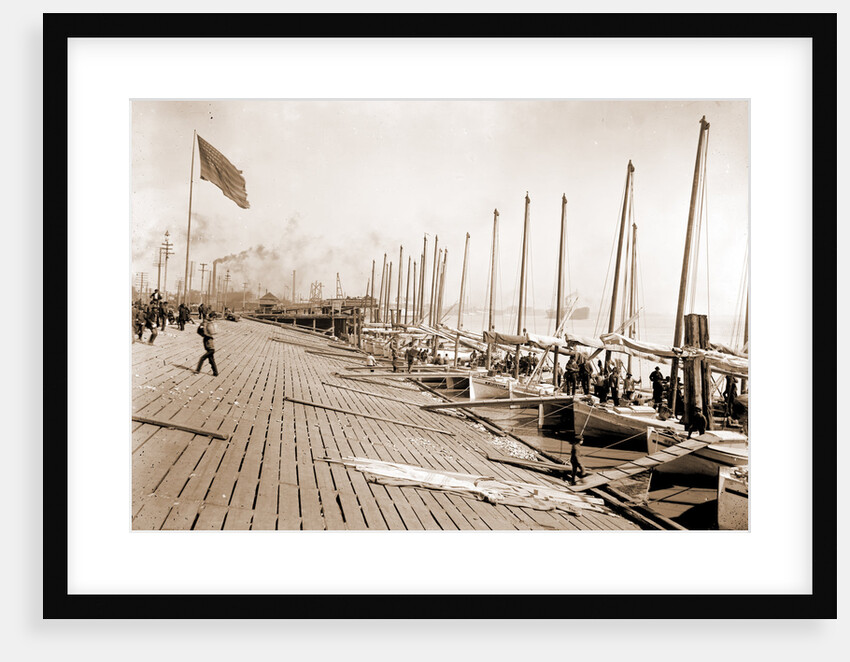 Oyster luggers at the levee, New Orleans by Anonymous
