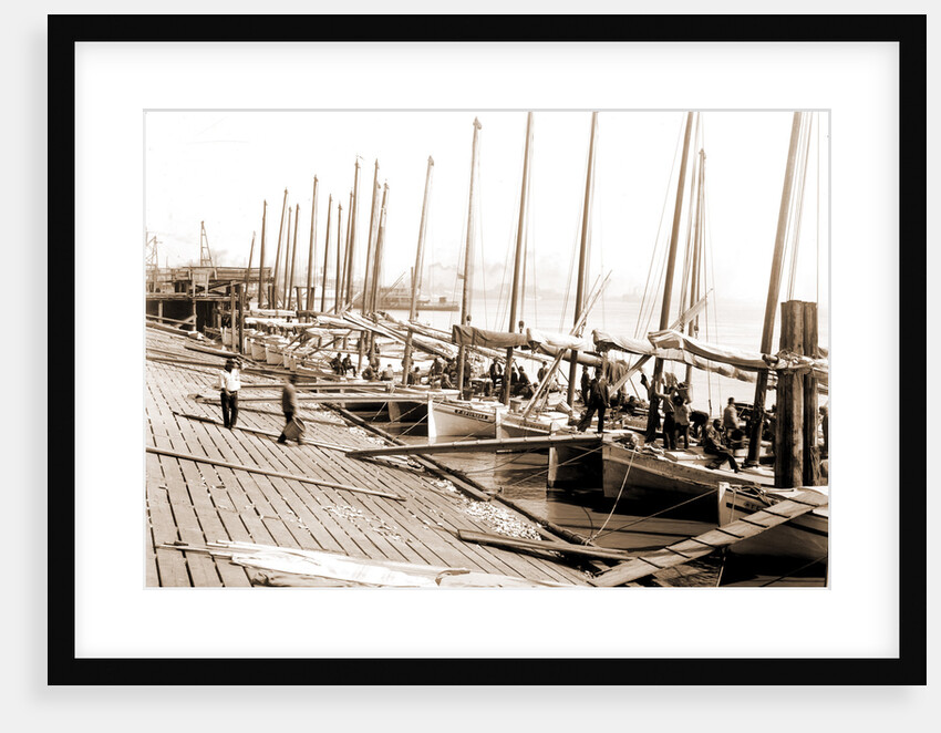 Oyster luggers at the levee, New Orleans by Anonymous