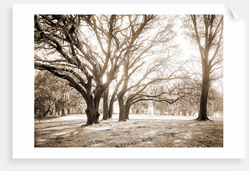 Chicora Park, Charleston by Anonymous