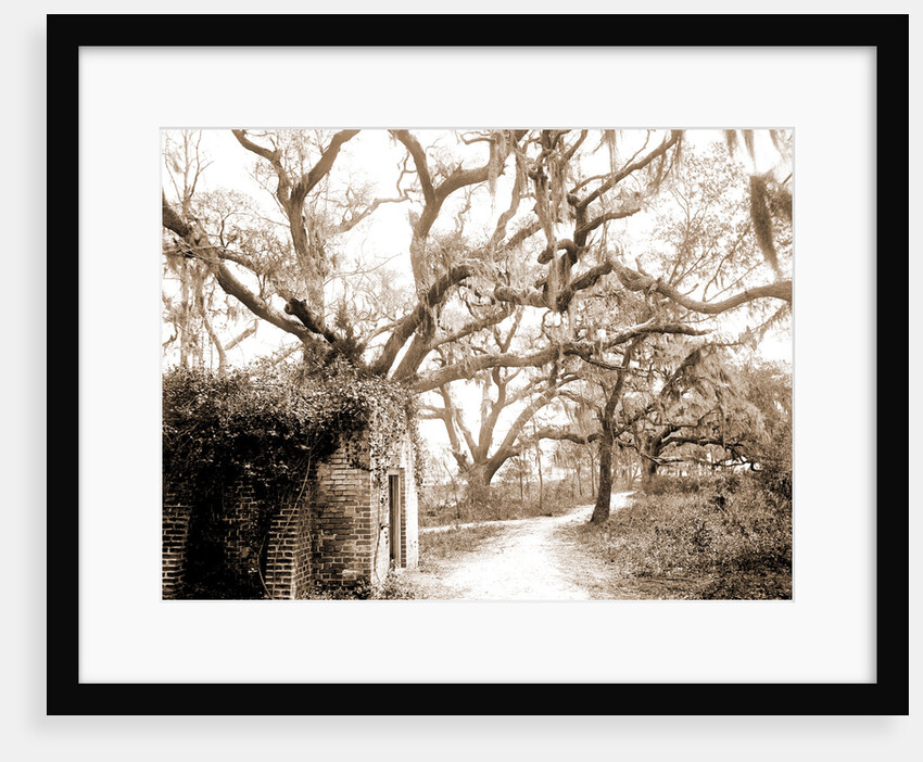 Chicora Park, Charleston by Anonymous