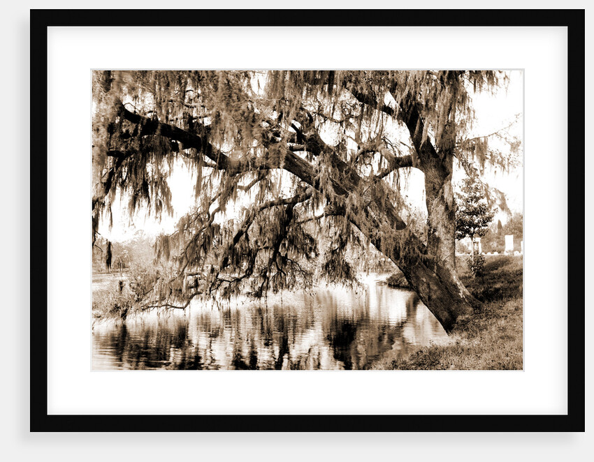 Live oak, Magnolia Cemetery by Anonymous