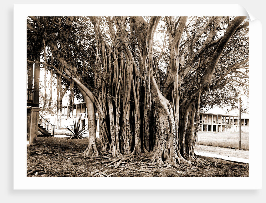 Rubber tree in U.S. barracks, Key West by Anonymous