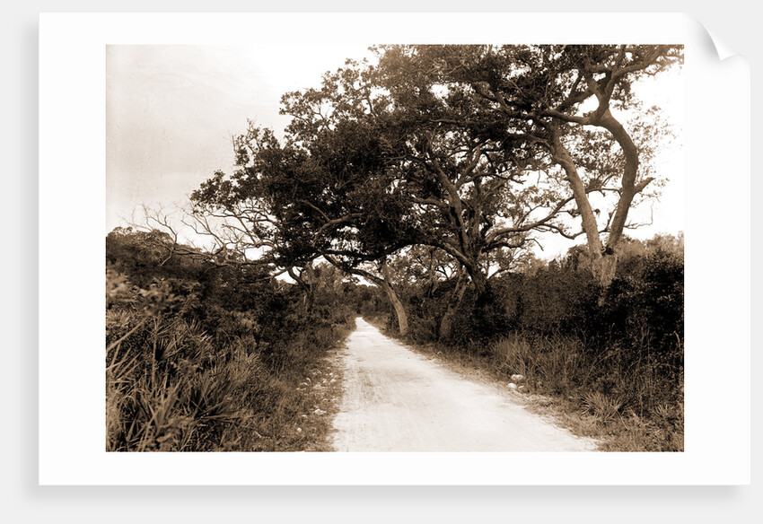 Road to Cocoanut Grove by Anonymous