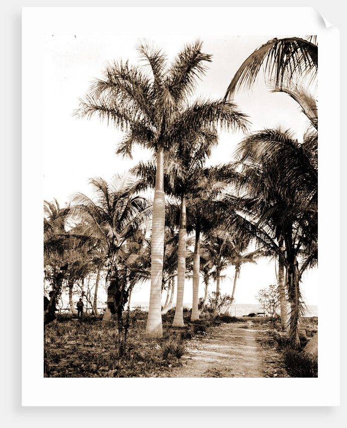 Royal palms at Cocoanut Grove by Anonymous