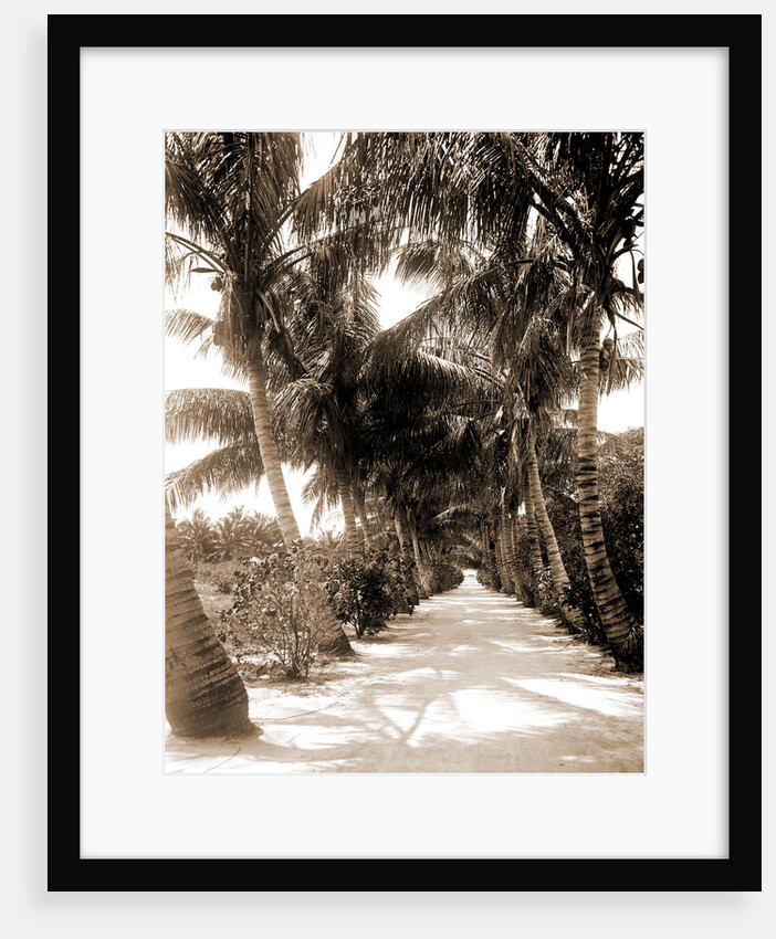 Cocoanut Ave, Palm Beach by Anonymous