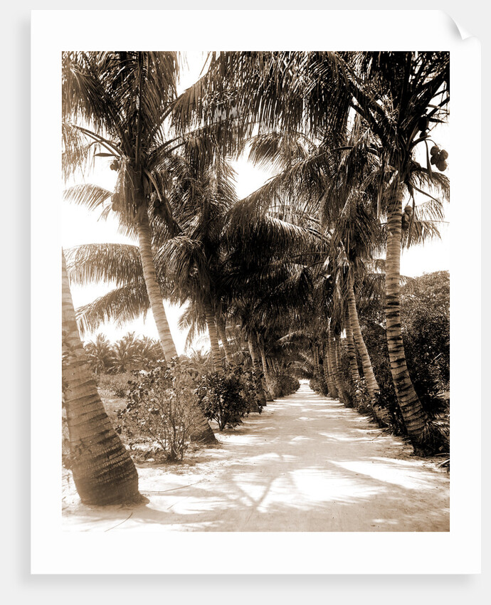 Cocoanut Ave, Palm Beach by Anonymous