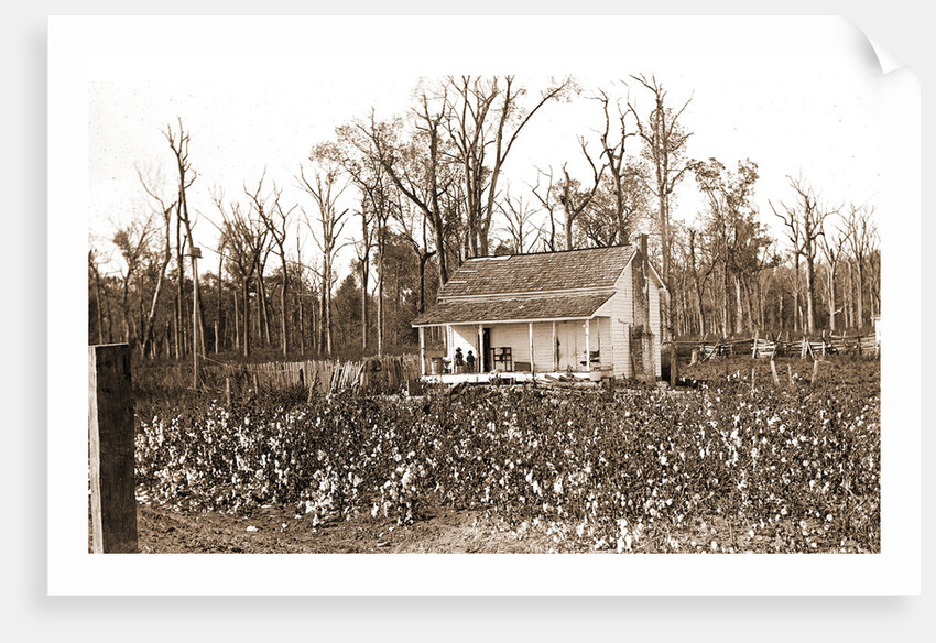 Home of the cotton picker, Jackson by Anonymous