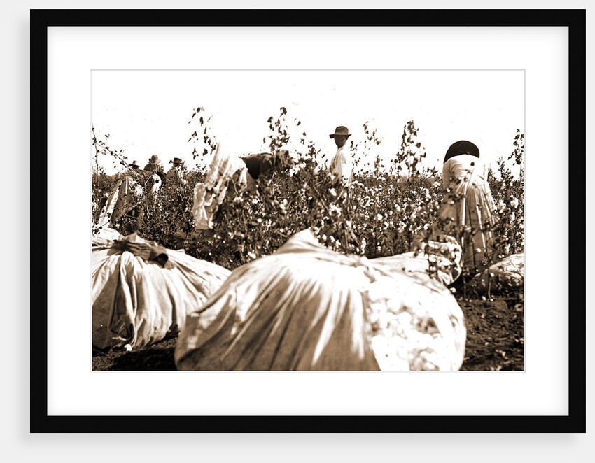 Picking cotton, Jackson by Anonymous