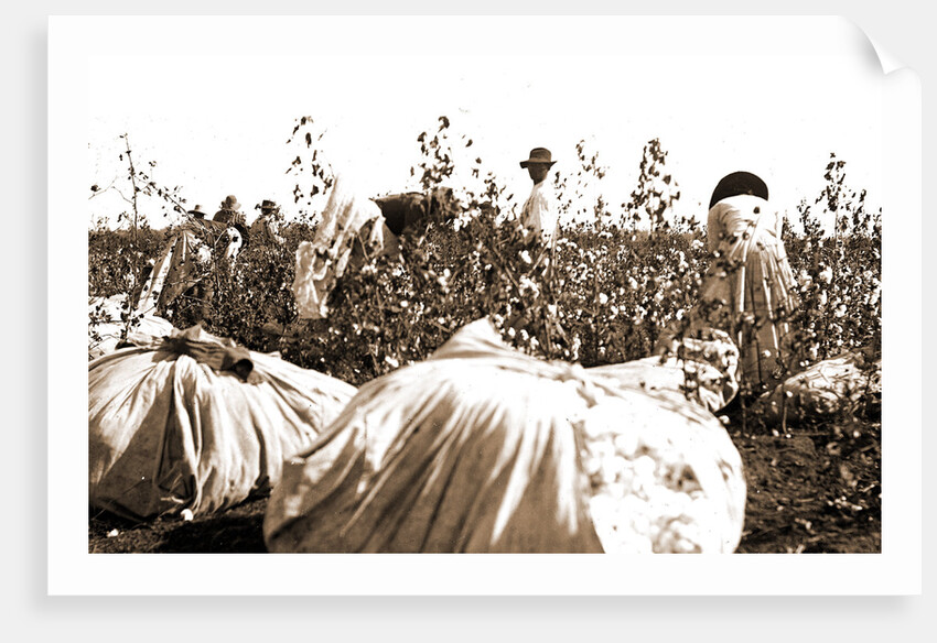Picking cotton, Jackson by Anonymous