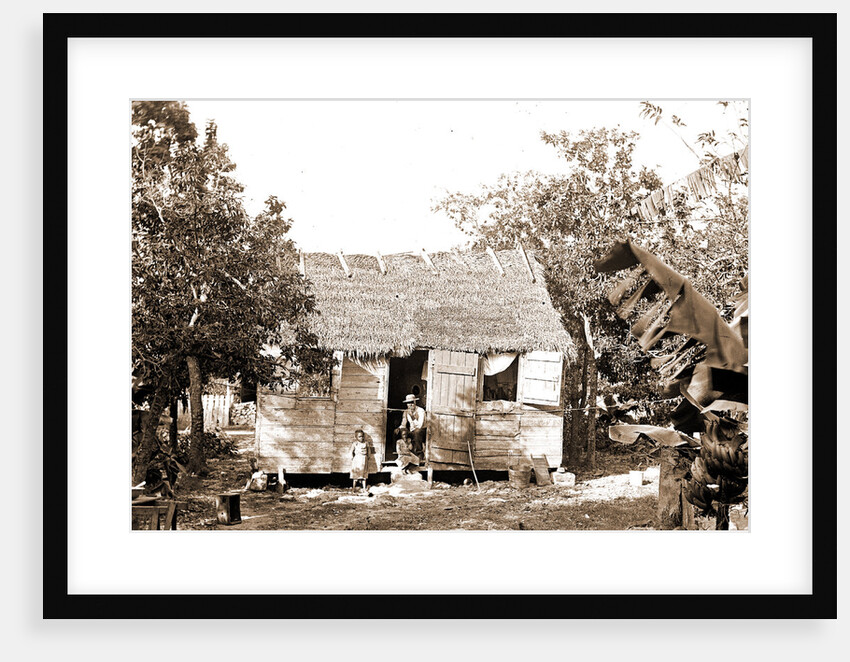 Thatched building and banana plant, possibly Nassau by Anonymous