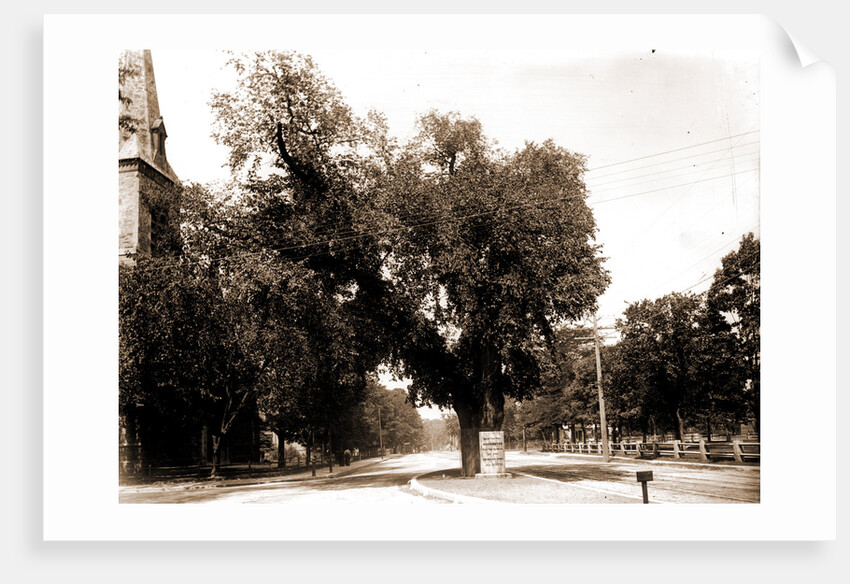 The Washington elm by Anonymous