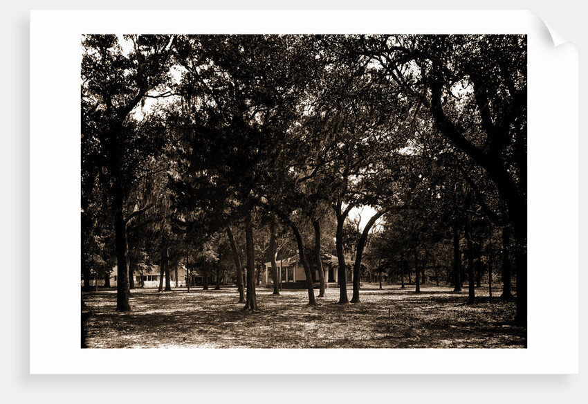 Pavilion behind trees, possibly Southern States by Anonymous