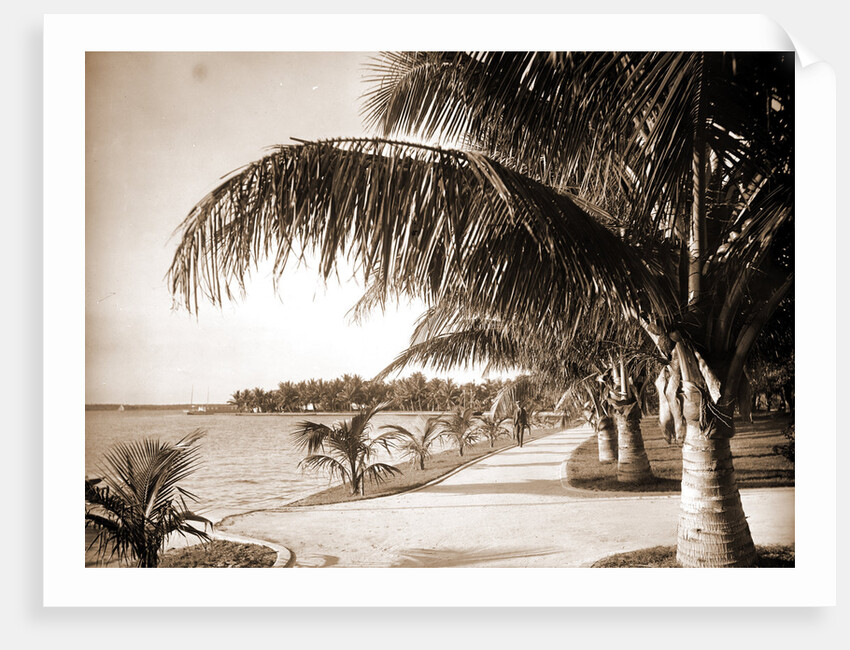 Palm Beach, Jackson by Anonymous