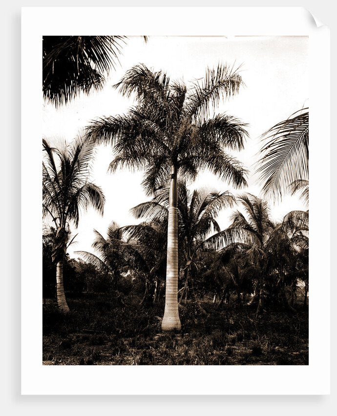 Royal palms at Cocoanut by Anonymous