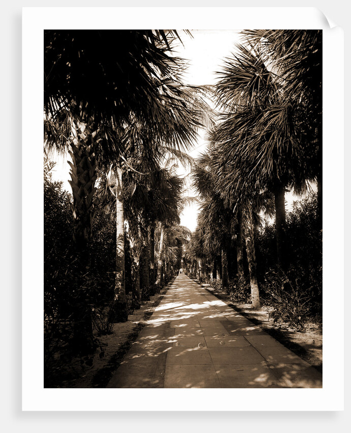 Palm Beach, Florida by Anonymous