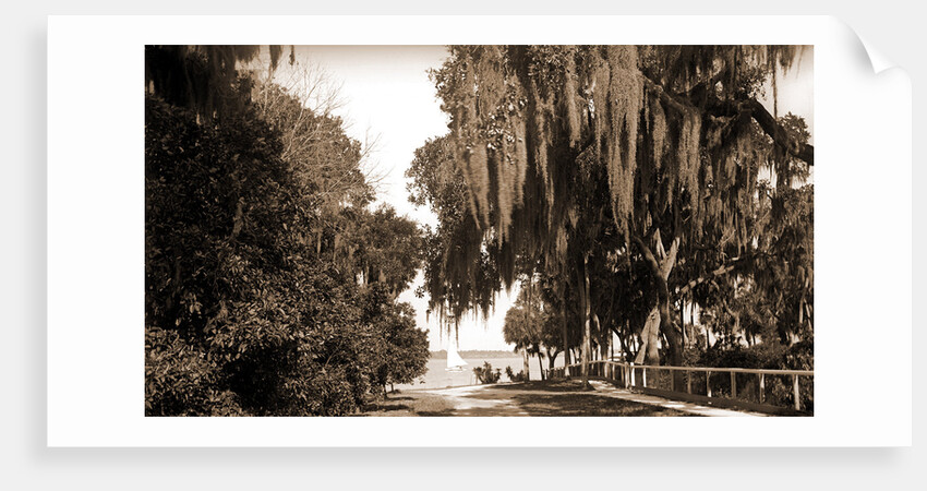 Indian River at Rockledge, Fla by Anonymous
