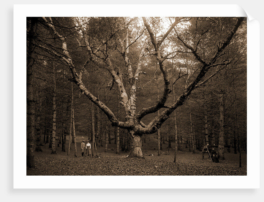 Wizard Tree, Cathedral Woods by Anonymous