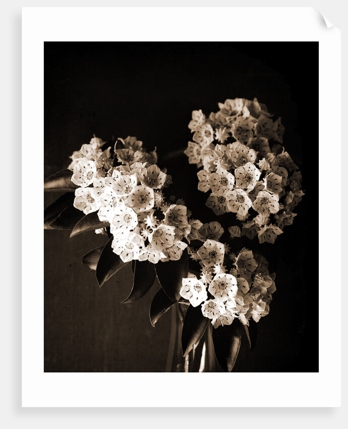 Laurel blossom, Flowers by Anonymous