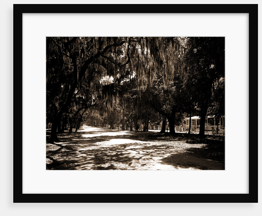 Ridgewood Ave, Daytona by Anonymous