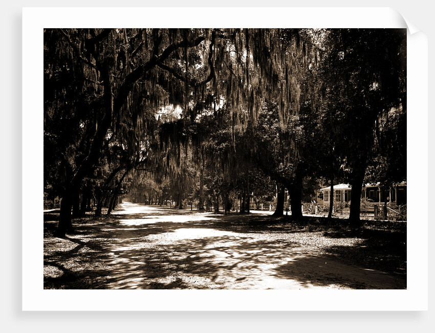 Ridgewood Ave, Daytona by Anonymous