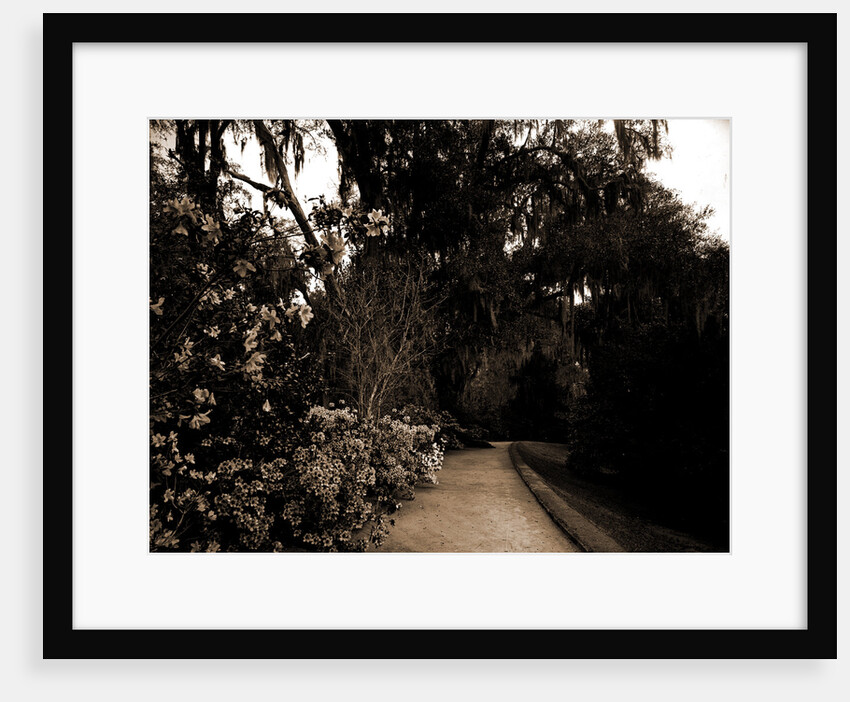 The Slope walk, Magnolia-on-the-Ashley by Anonymous