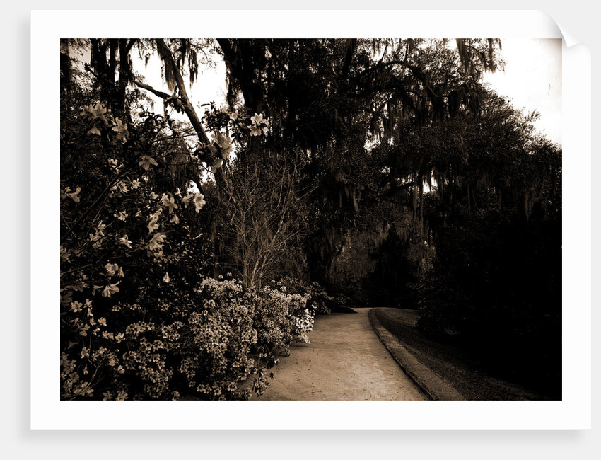 The Slope walk, Magnolia-on-the-Ashley by Anonymous