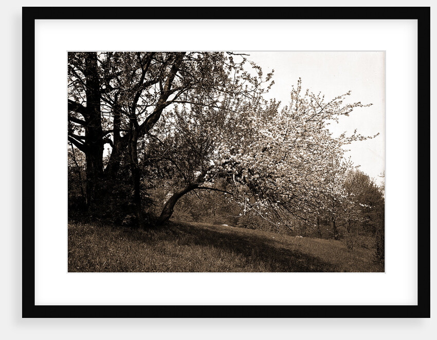 Apple blossoms, Apple trees by Anonymous