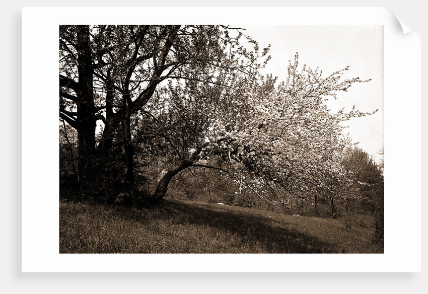 Apple blossoms, Apple trees by Anonymous