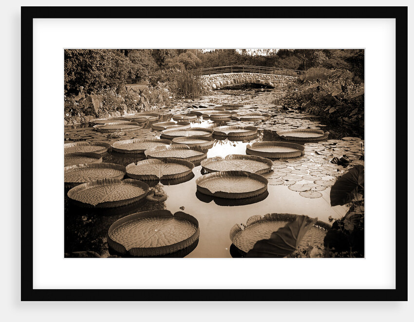 Lily pond, Como Park by Anonymous