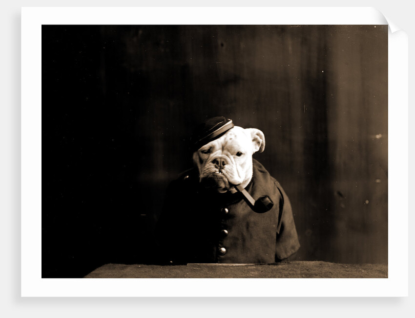 Tommy Atkins, Dogs by Anonymous