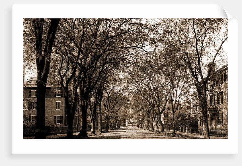 Chestnut St, Salem by Anonymous